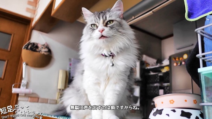 おすわりする猫