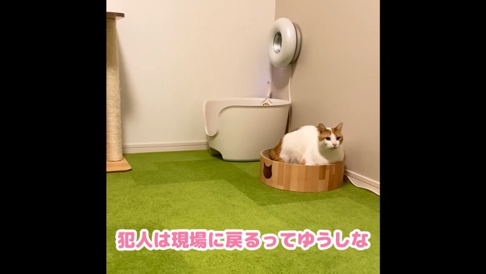 爪とぎの中に座る猫