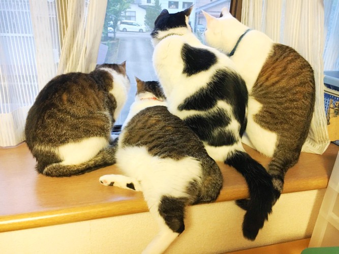 ゆず他3匹