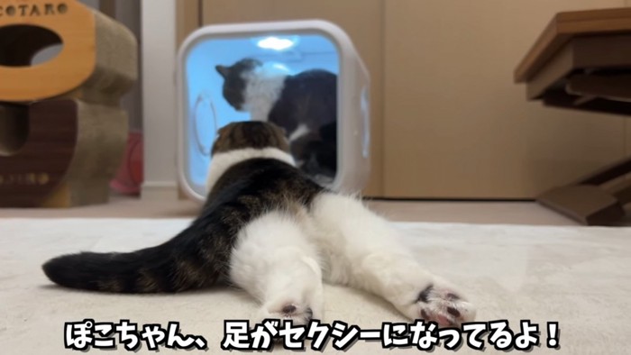 後ろ足を伸ばす猫