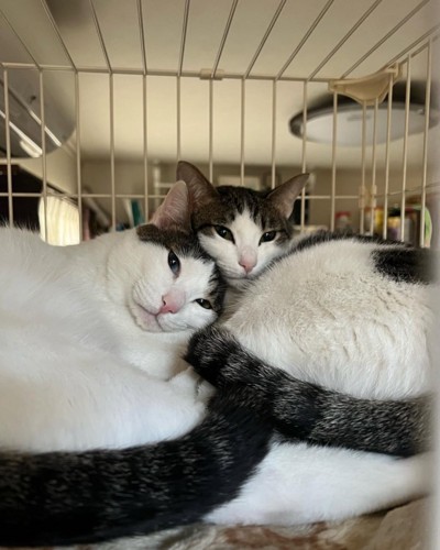 顔を寄せ合う2匹の猫