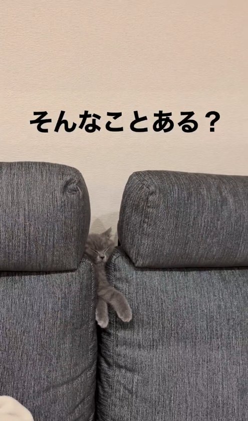 ソファの背もたれの間に挟まっている猫(正面ヒキ)