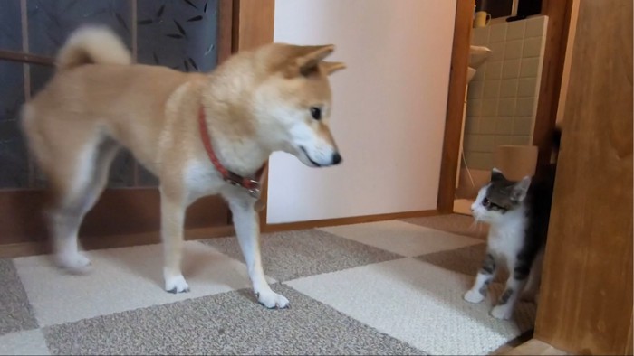 犬と子猫