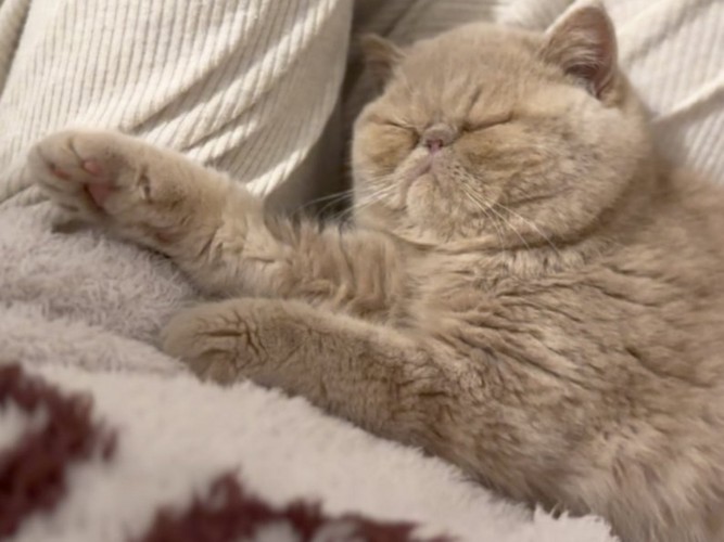 飼い主の膝の上で寝転ぶ子猫