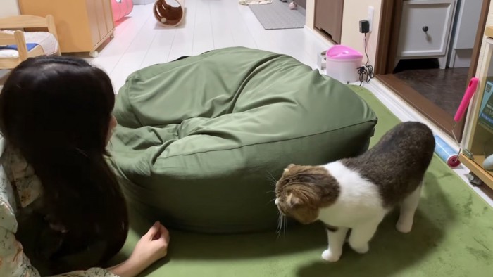 クッションの横に立つ猫