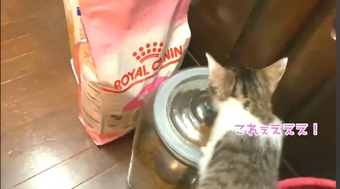 ご飯の上にいる猫