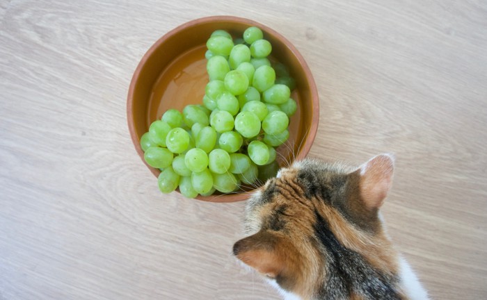 ぶどうがのったお皿を覗き込む猫の後頭部