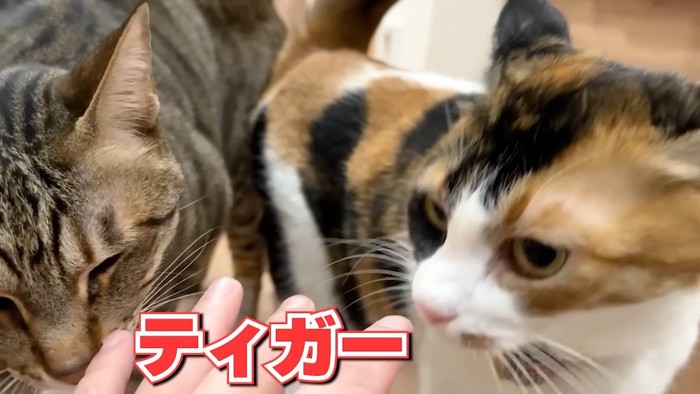 ティガーとベル