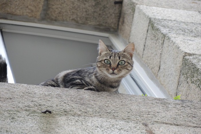 上から覗き込む猫