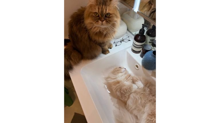 洗面台の猫