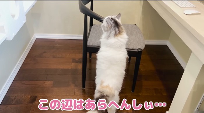 伸びる猫