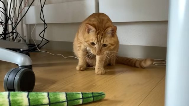 警戒する猫とワニの尻尾