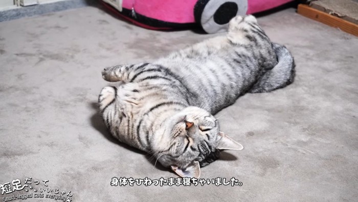 仰向けで寝る猫