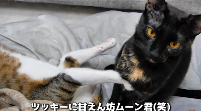 前足を伸ばす猫