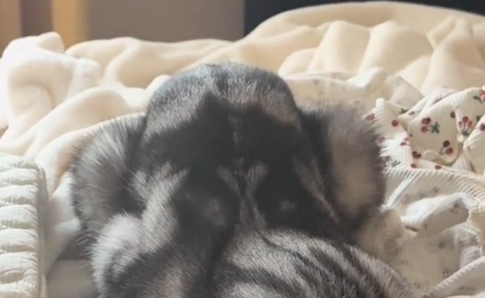 猫のお尻