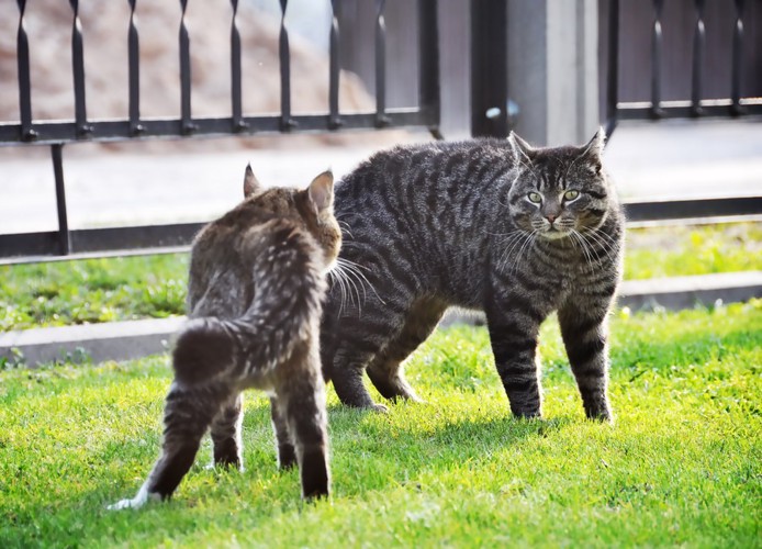 にらみ合う猫