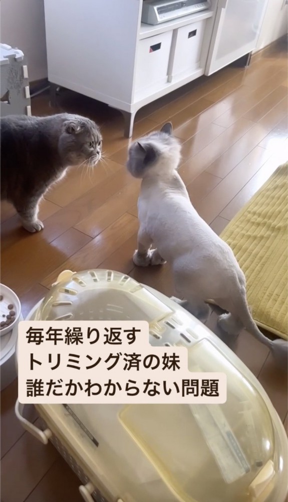 顔を合わせる猫