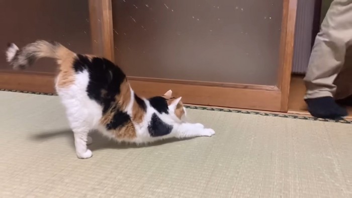 伸びをするミケちゃん