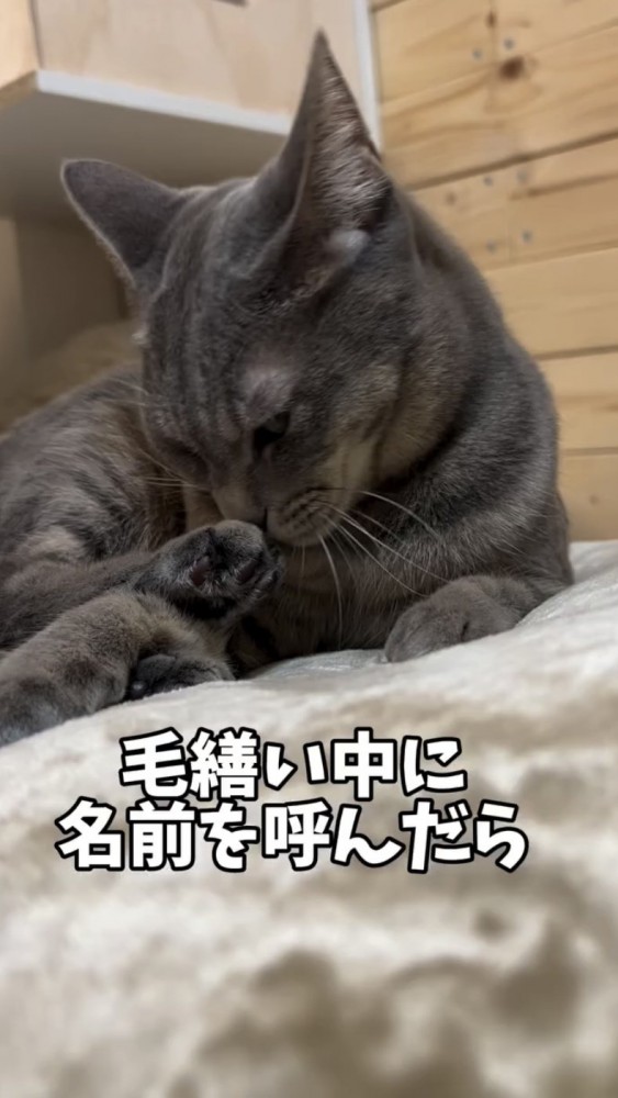 毛づくろいをする猫