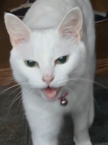 鳴く猫の顔
