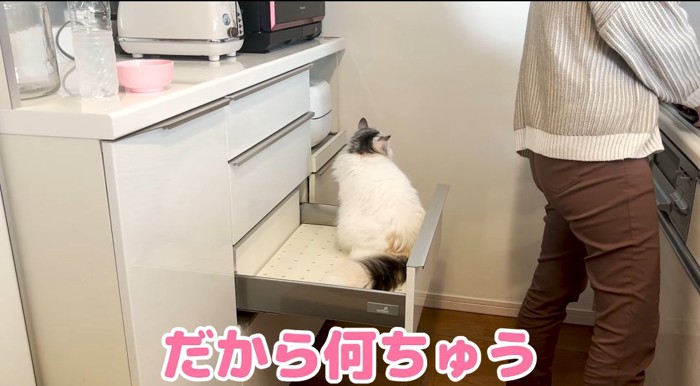 引き出しに入る猫