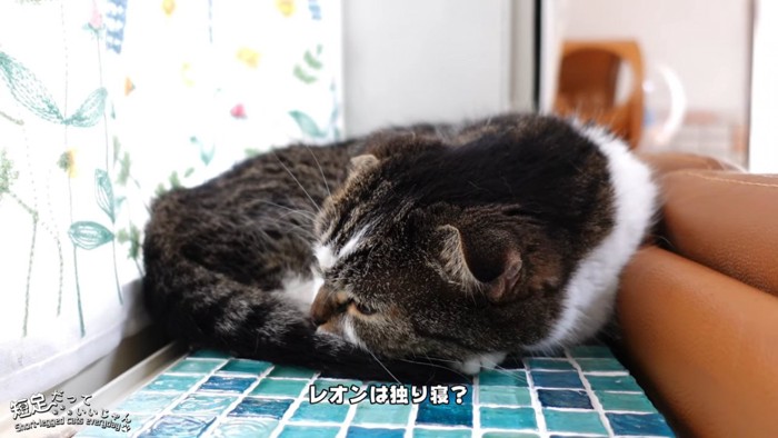 丸くなって寝る猫