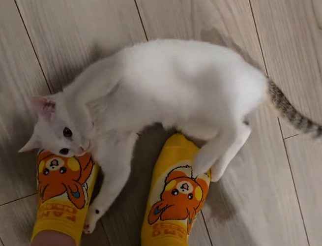 飼い主の足元に寝転がる子猫