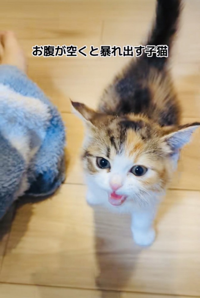 お腹が空いて怒るスコティッシュフォールド