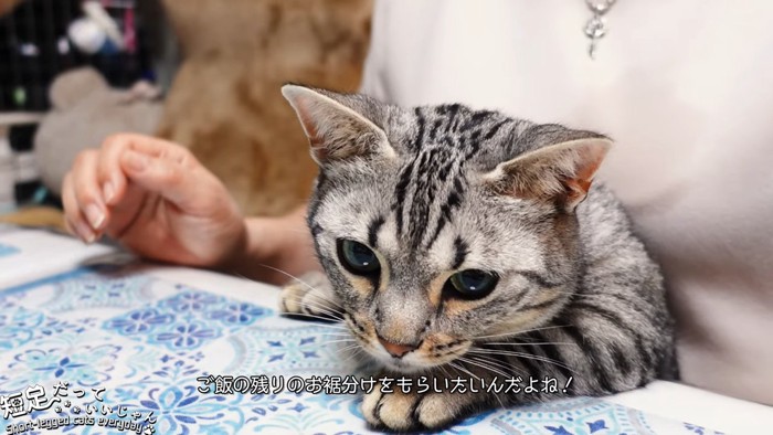 テーブルのに前足を乗せる猫