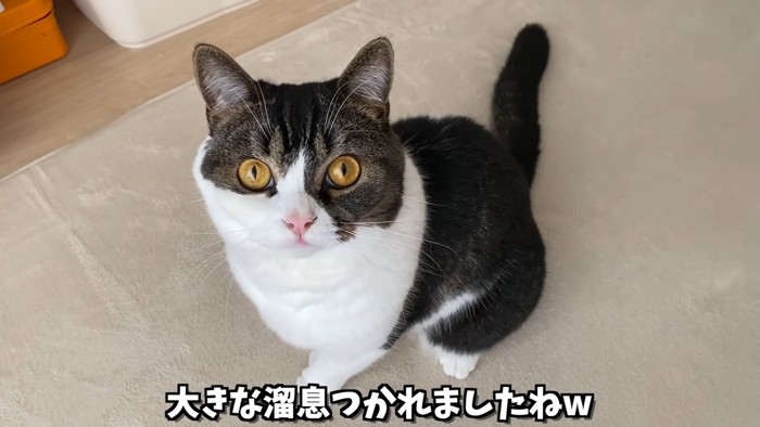 見上げる猫