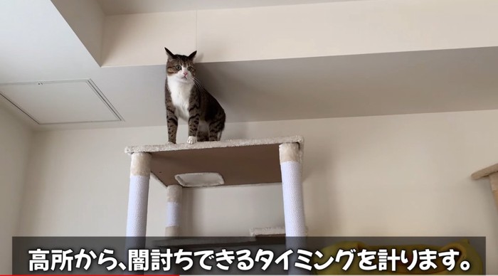 タワーの上の猫