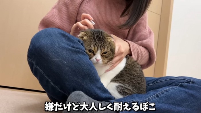 膝の上に乗る猫