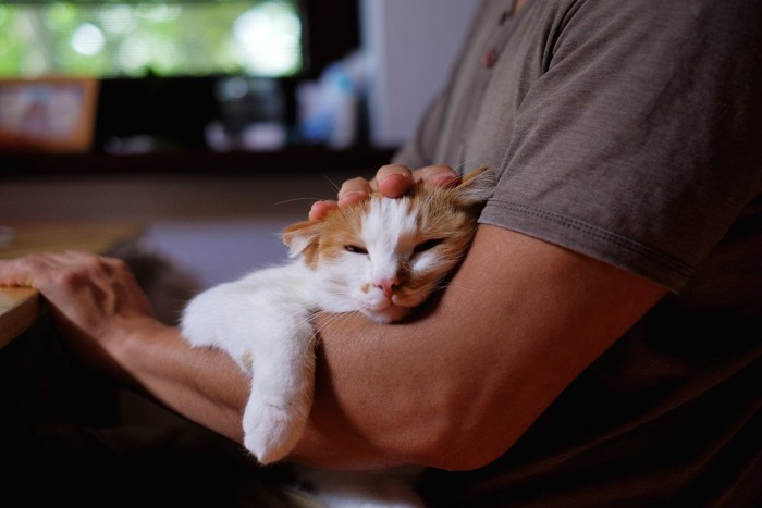 男性の腕で眠そうな猫
