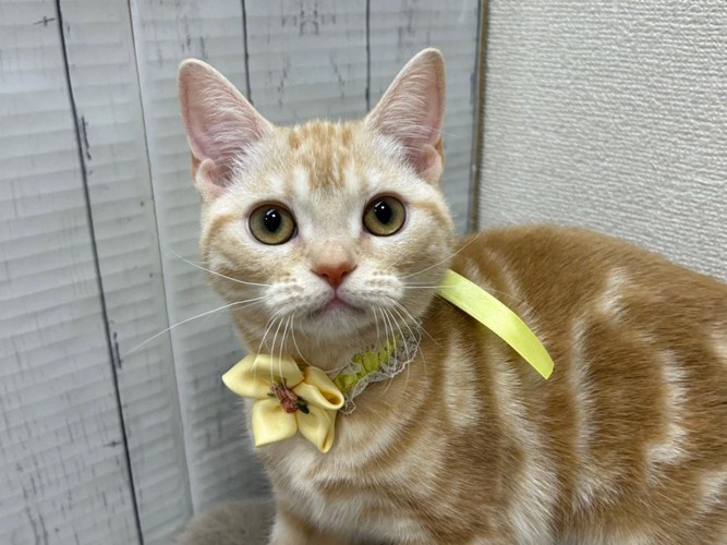 黄色の首輪をつけた猫