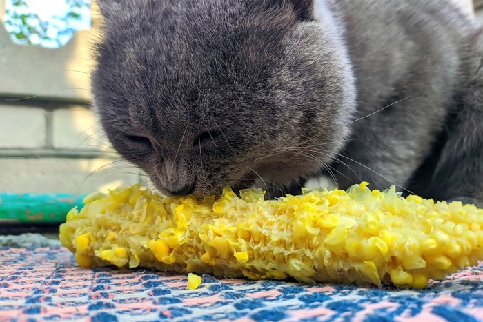 とうもろこしを必死に食べる肥満ぎみの猫