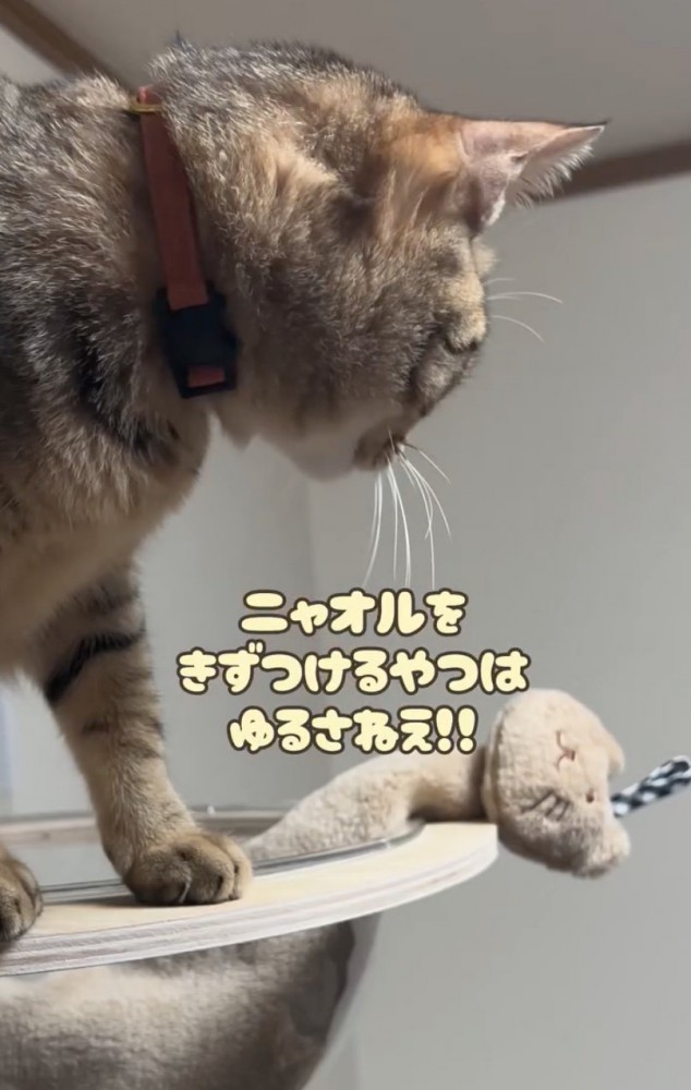 タオルと猫