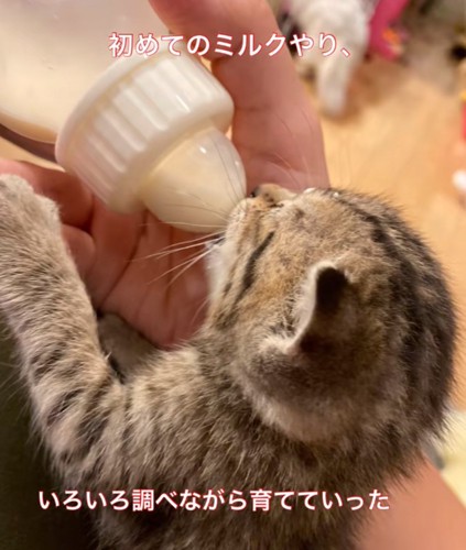 ミルクを飲む子猫