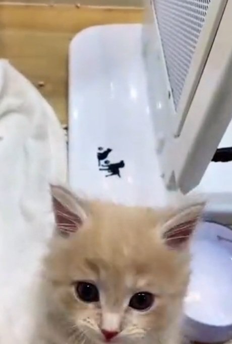 ショーケースの中から正面を見ている子猫