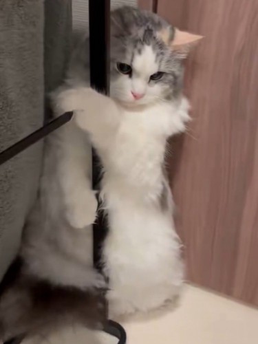 ハンガーラックのポールにしがみついて立っている猫