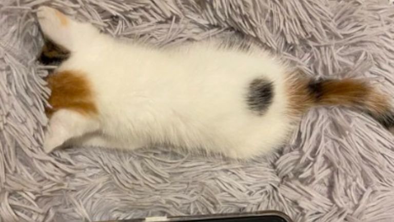 寝ている子猫