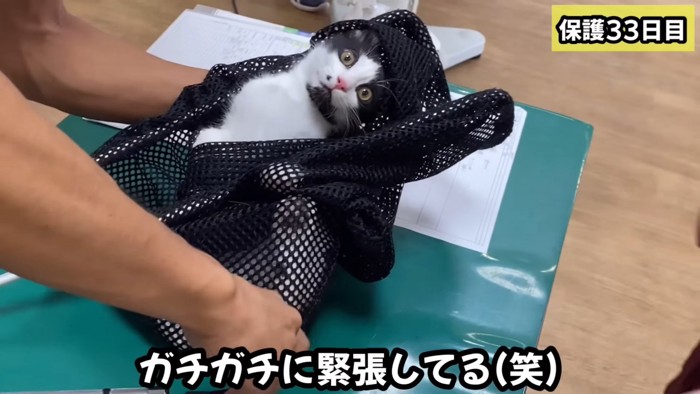 緊張している様子の子猫ちゃん%%