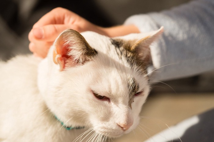 首をつままれる猫