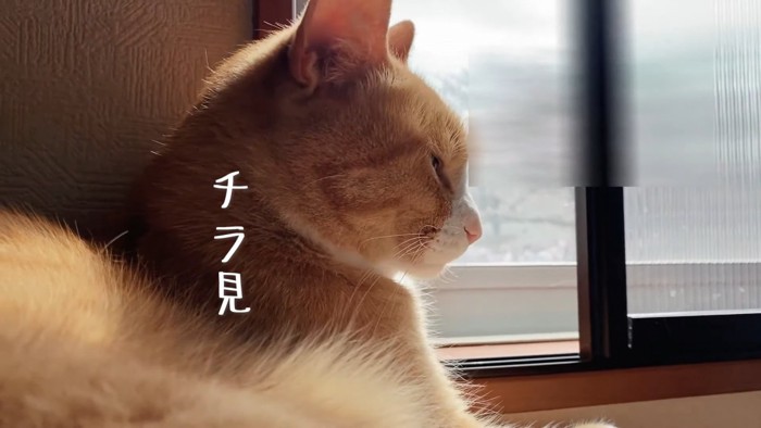 猫の横顔