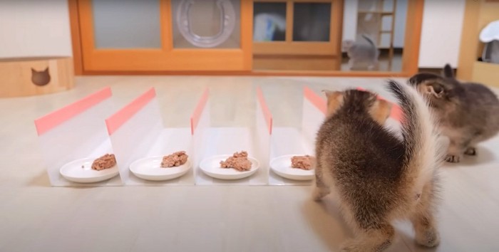 柵の中にあるご飯の匂いを嗅ぐ子猫