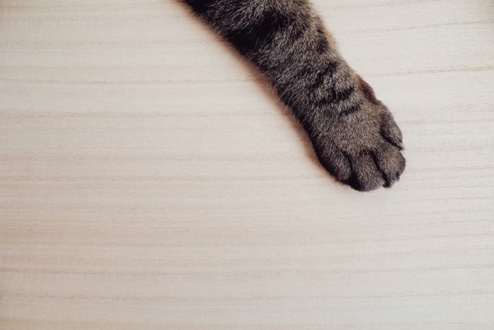 隙間から伸びた猫の手