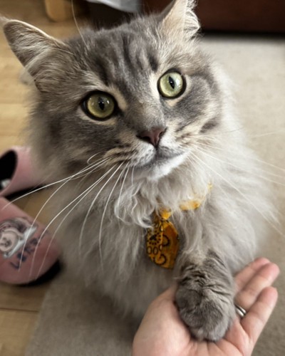 小首をかしげてお手する猫