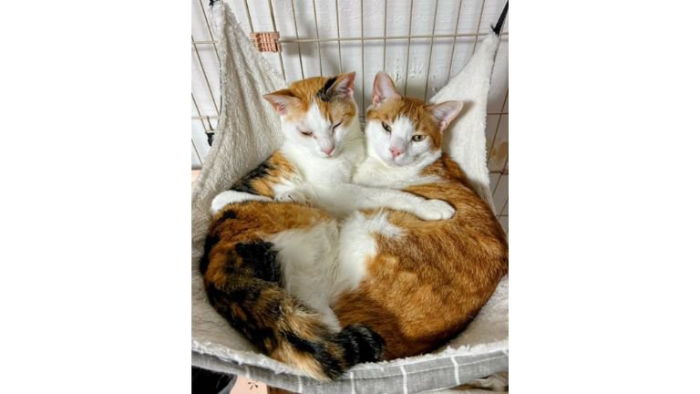 寄り添う猫たち