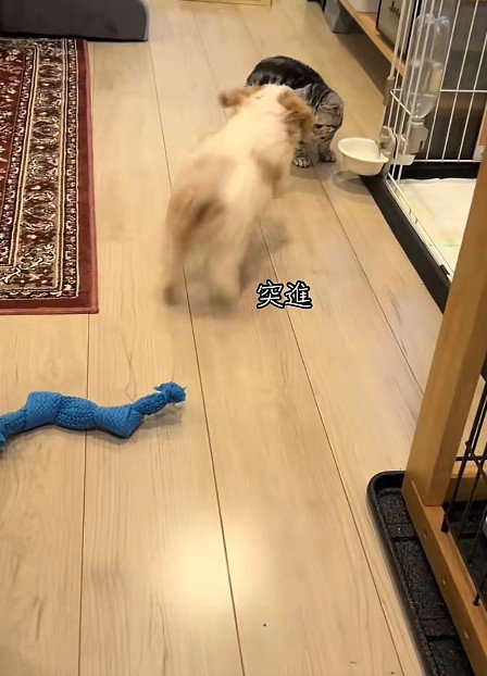 猫に駆け寄る犬