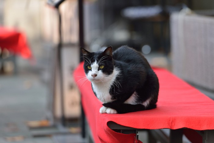 赤い布が掛けられたテーブルでくつろぐ猫