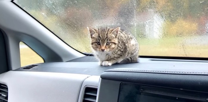 ダッシュボードの上に子猫